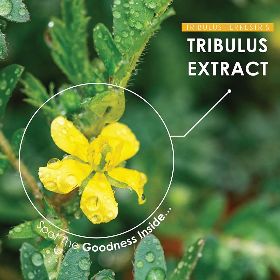 minature Gokshura (Tribulus Terrestris) Tablets - Pure Plant Based Herbal Supplement | Natural & Gluten Free | 90 Count, 45 Day Supply - Image 6